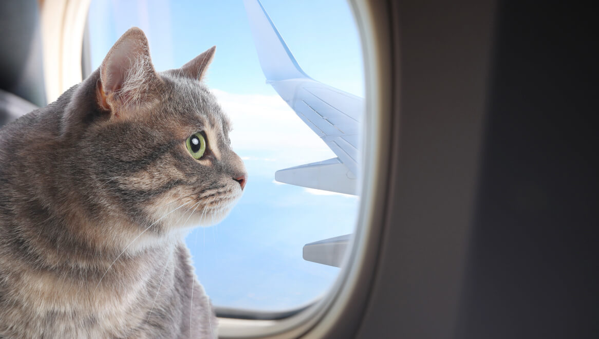 Kedi ile Uçak Yolculuğu Yapanların Bilmesi Gerekenler