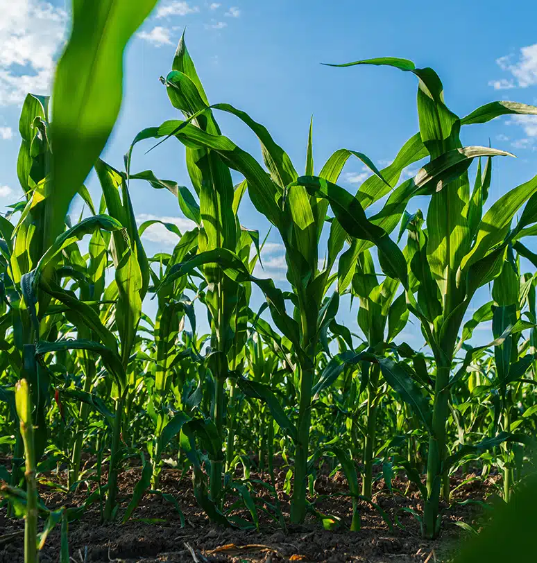 Devlet Destekli Bitkisel Ürün Sigortası Devlet Destekli Bitkisel Ürün Sigortası