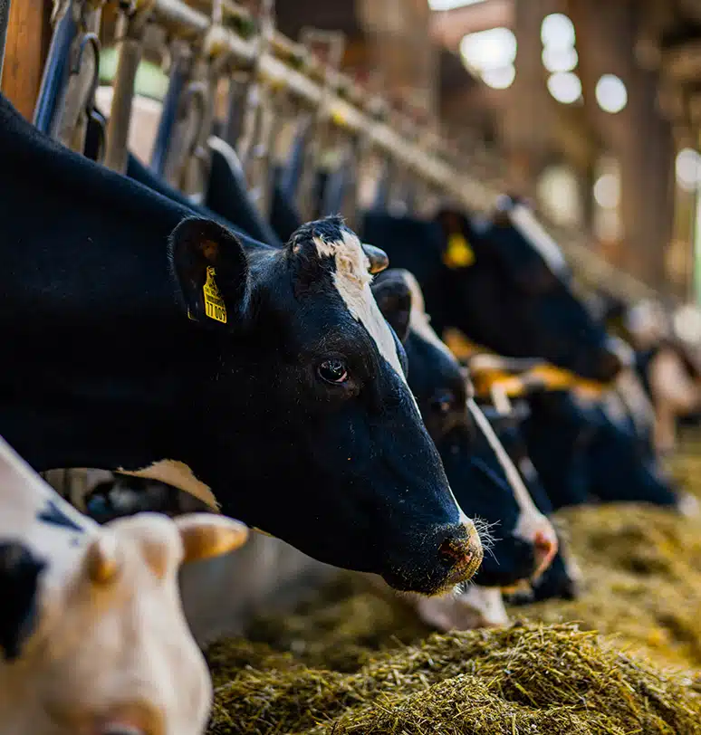 Devlet Destekli Hayvan Hayat Sigortası Devlet Destekli Hayvan Hayat Sigortası